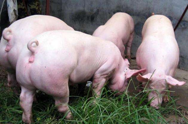 8月21日，國務院常務會議指出“地方要立即取消超出法律法規(guī)的生豬禁養(yǎng)、限養(yǎng)規(guī)定”