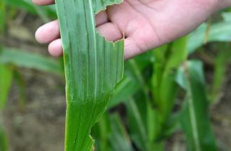 6月4日，農(nóng)業(yè)農(nóng)村部種植業(yè)管理司公開征求關(guān)于《一類農(nóng)作物病蟲害名錄》的公眾意見